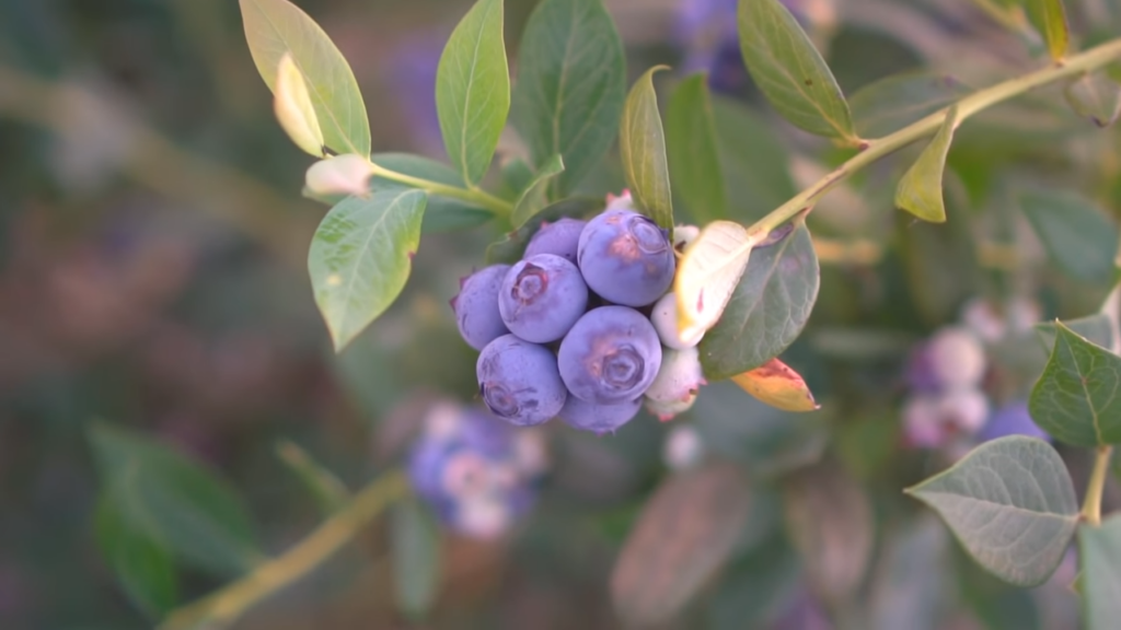  Lots of Blueberries