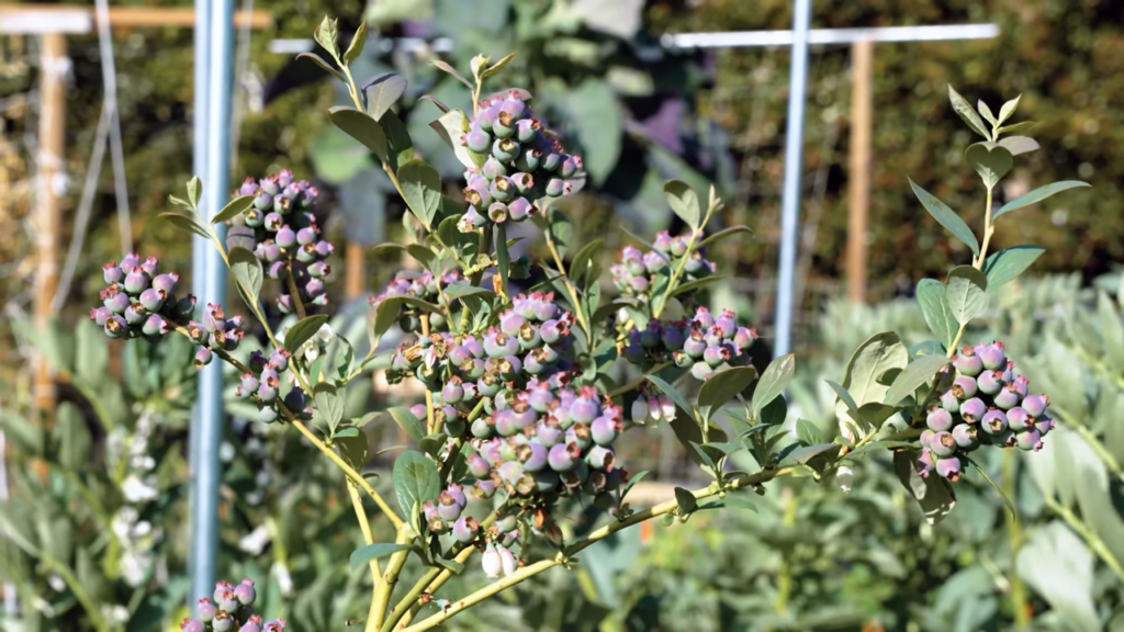 Image showing Blueberries